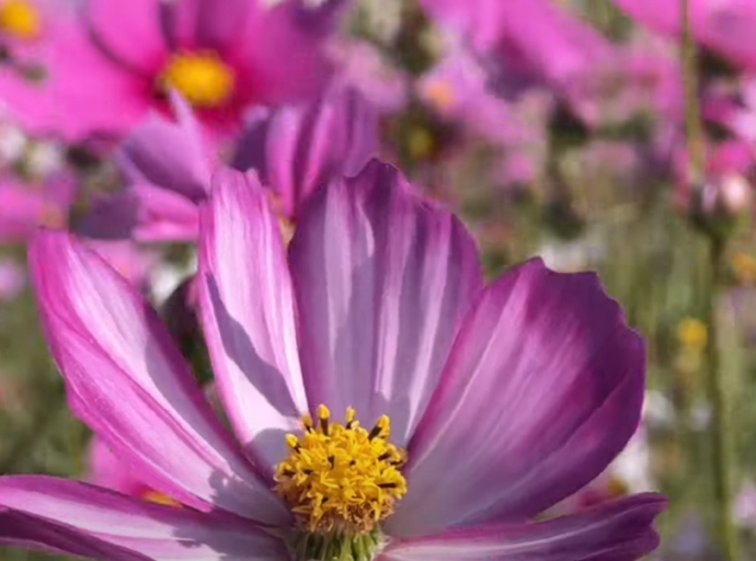 花開浪漫 彰化市花花世界賞花樂