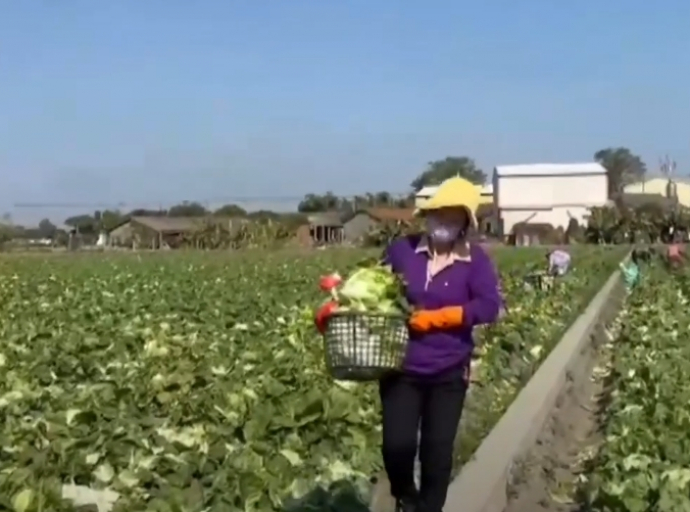 菜價低 包心白菜免費提供民眾採摘