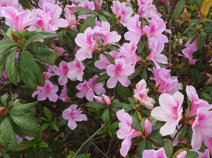 一人一花，千人打造杜鵑花道美景