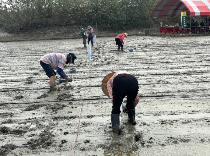 竹塘鄉農會食農體驗 員工下田插秧推廣單株播植