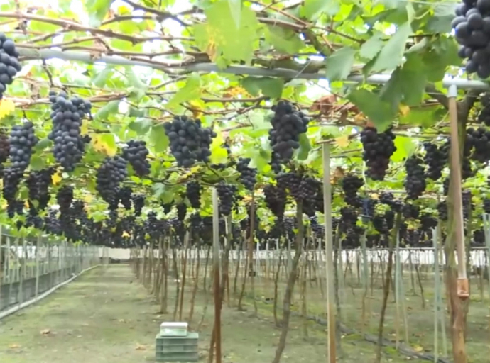 創新高 溪湖溫室葡萄每公斤拍賣最高570元