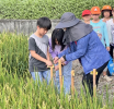 不畏大熱天 豐澤社區帶領大園學童體驗手工割稻