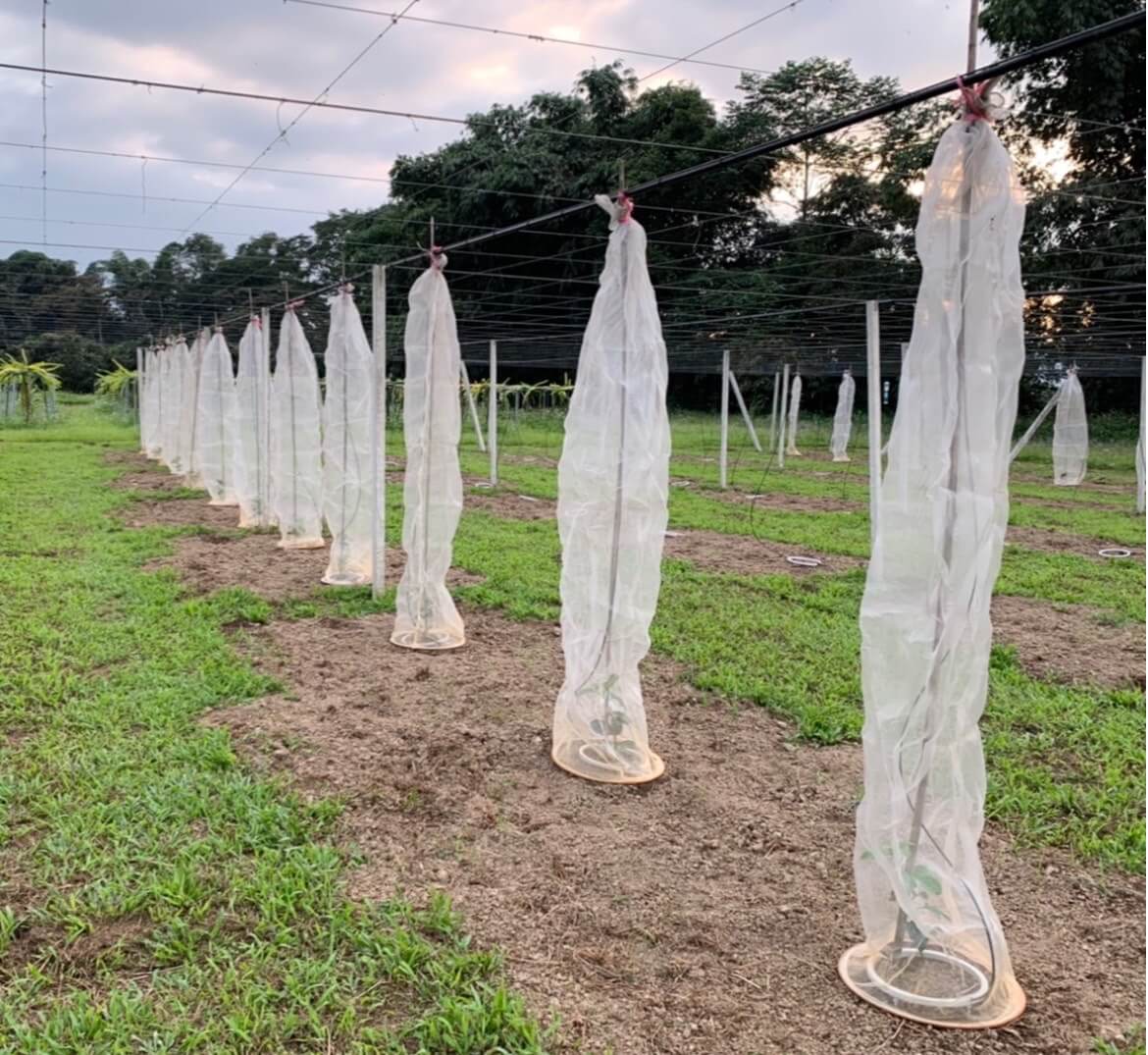 冷氣團來襲，臺中場籲請農友提前做好作物防寒措施(大頭條新聞TOP-News)