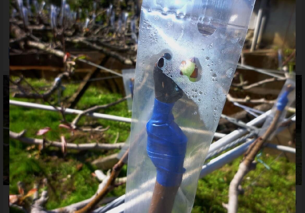 冷氣團來襲，臺中場籲請農友提前做好作物防寒措施(大頭條新聞TOP-News)